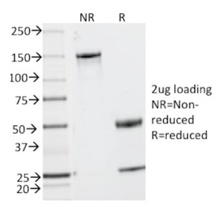 SDS-PAGE - Anti-MUC2 Antibody [MLP/842] - BSA and Azide free (A252601) - Antibodies.com