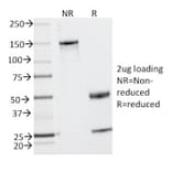 SDS-PAGE - Anti-MUC2 Antibody [MLP/842] - BSA and Azide free (A252601) - Antibodies.com