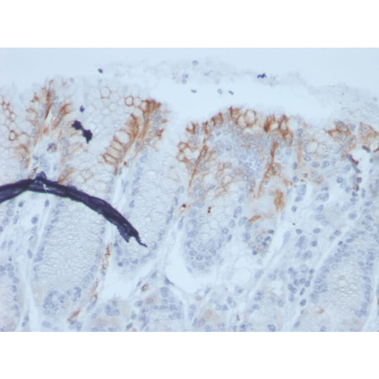 Immunohistochemistry - Anti-MUC2 Antibody [rMLP/842] - BSA and Azide free (A252601) - Antibodies.com