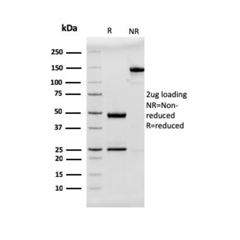 SDS-PAGE - Anti-MUC2 Antibody [rMLP/842] - BSA and Azide free (A252602) - Antibodies.com