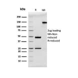 SDS-PAGE - Anti-MUC2 Antibody [rMLP/842] - BSA and Azide free (A252602) - Antibodies.com