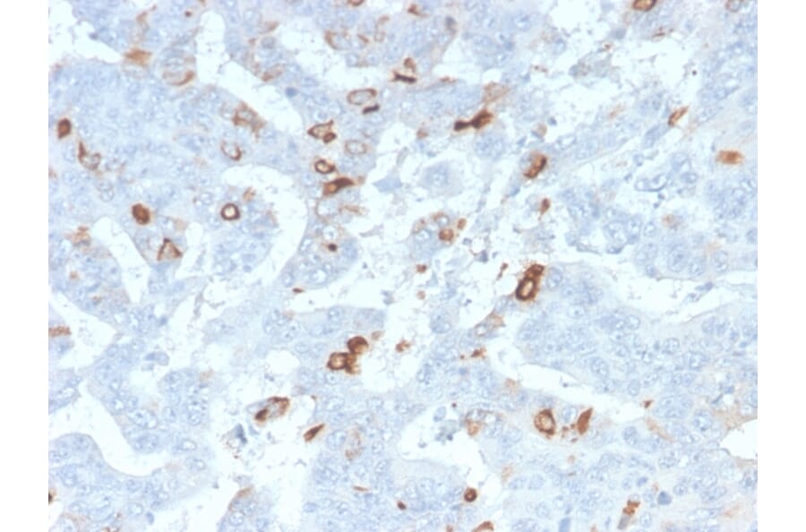 Immunohistochemistry - Anti-MUC2 Antibody [MLP/2970R] - BSA and Azide free (A252602) - Antibodies.com