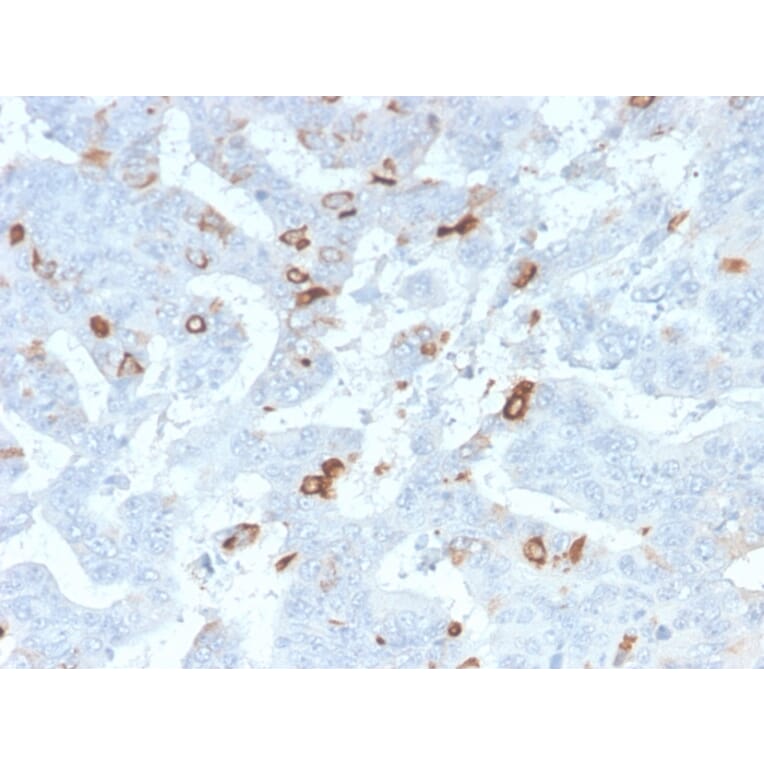 Immunohistochemistry - Anti-MUC2 Antibody [MLP/2970R] - BSA and Azide free (A252602) - Antibodies.com