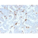 Immunohistochemistry - Anti-MUC2 Antibody [MLP/2970R] - BSA and Azide free (A252602) - Antibodies.com