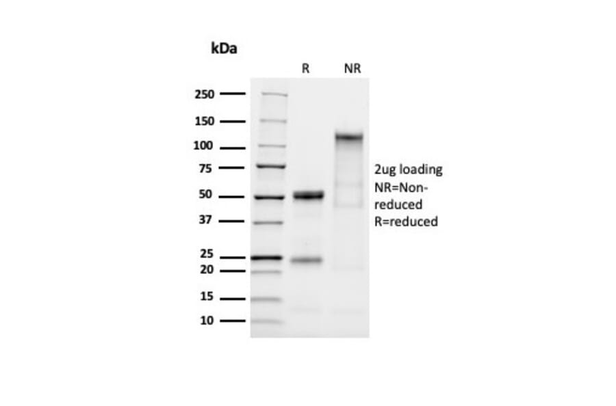 SDS-PAGE - Anti-MUC2 Antibody [MLP/2970R] - BSA and Azide free (A252603) - Antibodies.com