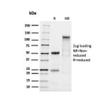 SDS-PAGE - Anti-MUC2 Antibody [MLP/2970R] - BSA and Azide free (A252603) - Antibodies.com