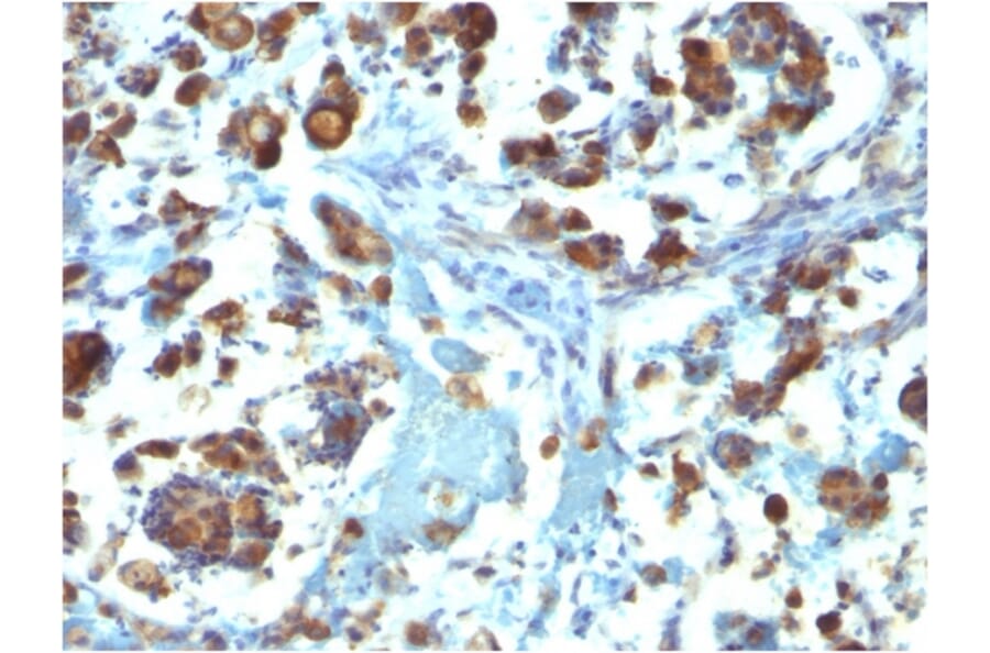 Immunohistochemistry - Anti-MUC3 Antibody [M3.1] - BSA and Azide free (A252604) - Antibodies.com