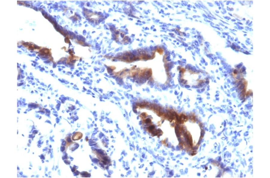 Immunohistochemistry - Anti-MUC3 Antibody [M3.1] - BSA and Azide free (A252604) - Antibodies.com