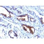 Immunohistochemistry - Anti-MUC3 Antibody [M3.1] - BSA and Azide free (A252604) - Antibodies.com