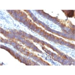 Immunohistochemistry - Anti-MUC3 Antibody [M3.1] - BSA and Azide free (A252603) - Antibodies.com