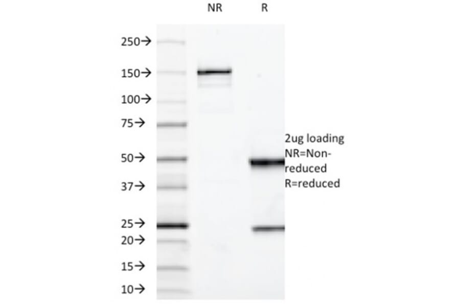 SDS-PAGE - Anti-MUC3 Antibody [M3.1] - BSA and Azide free (A252604) - Antibodies.com