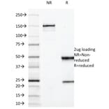SDS-PAGE - Anti-MUC3 Antibody [M3.1] - BSA and Azide free (A252604) - Antibodies.com