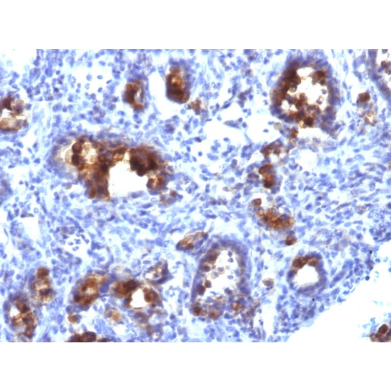 Immunohistochemistry - Anti-MUC3 Antibody [MUC3/1154] - BSA and Azide free (A252606) - Antibodies.com
