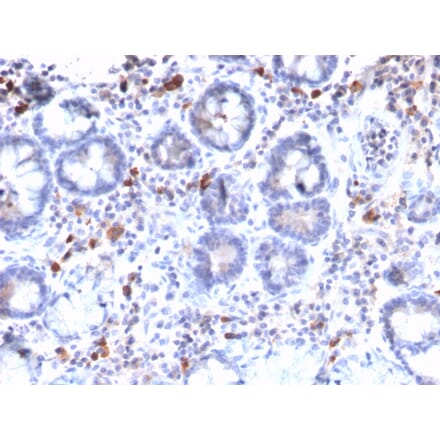 Immunohistochemistry - Anti-MUC3 Antibody [MUC3/2992R] - BSA and Azide free (A252606) - Antibodies.com
