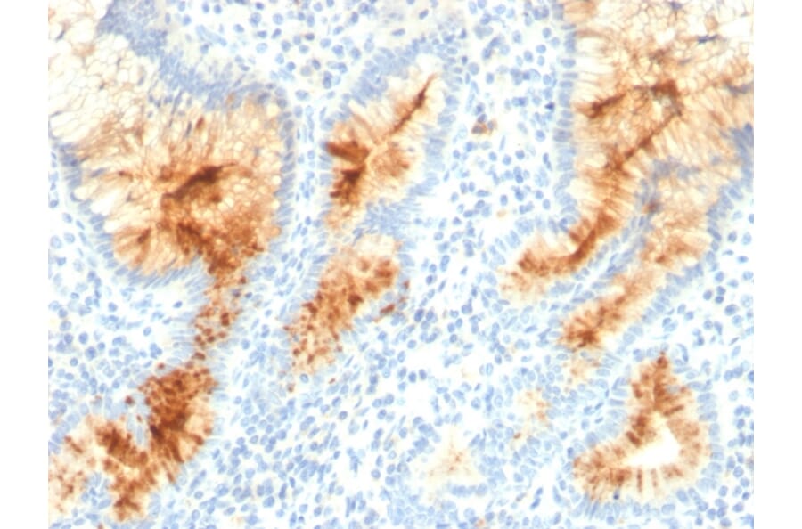 Immunohistochemistry - Anti-MUC4 Antibody [MUC4/3105] - BSA and Azide free (A252609) - Antibodies.com