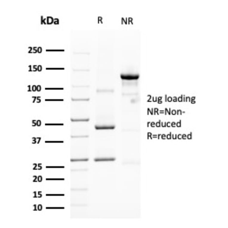 SDS-PAGE - Anti-MUC4 Antibody [MUC4/3105] - BSA and Azide free (A252609) - Antibodies.com