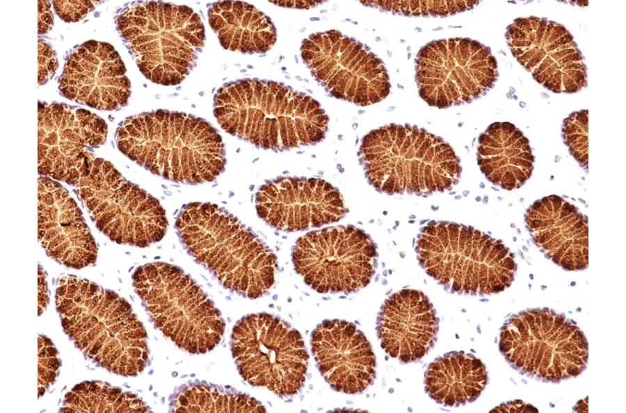 Immunohistochemistry - Anti-Mucin 5AC Antibody [45M1] - BSA and Azide free (A252611) - Antibodies.com