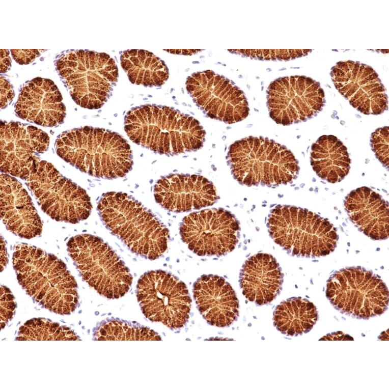 Immunohistochemistry - Anti-Mucin 5AC Antibody [45M1] - BSA and Azide free (A252611) - Antibodies.com
