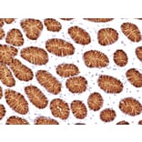 Immunohistochemistry - Anti-Mucin 5AC Antibody [45M1] - BSA and Azide free (A252611) - Antibodies.com