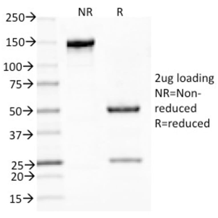 SDS-PAGE - Anti-Mucin 5AC Antibody [CLH2] - BSA and Azide free (A252616) - Antibodies.com