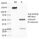 SDS-PAGE - Anti-Mucin 5AC Antibody [CLH2] - BSA and Azide free (A252616) - Antibodies.com