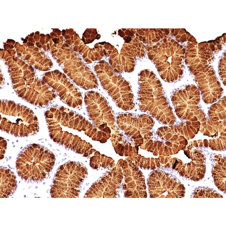 Immunohistochemistry - Anti-Mucin 5AC Antibody [MUC5AC/917 + 45M1] - BSA and Azide free (A252621) - Antibodies.com