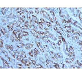 Immunohistochemistry - Anti-MUC6 Antibody [CLH5] - BSA and Azide free (A252621) - Antibodies.com