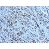 Immunohistochemistry - Anti-MUC6 Antibody [CLH5] - BSA and Azide free (A252621) - Antibodies.com