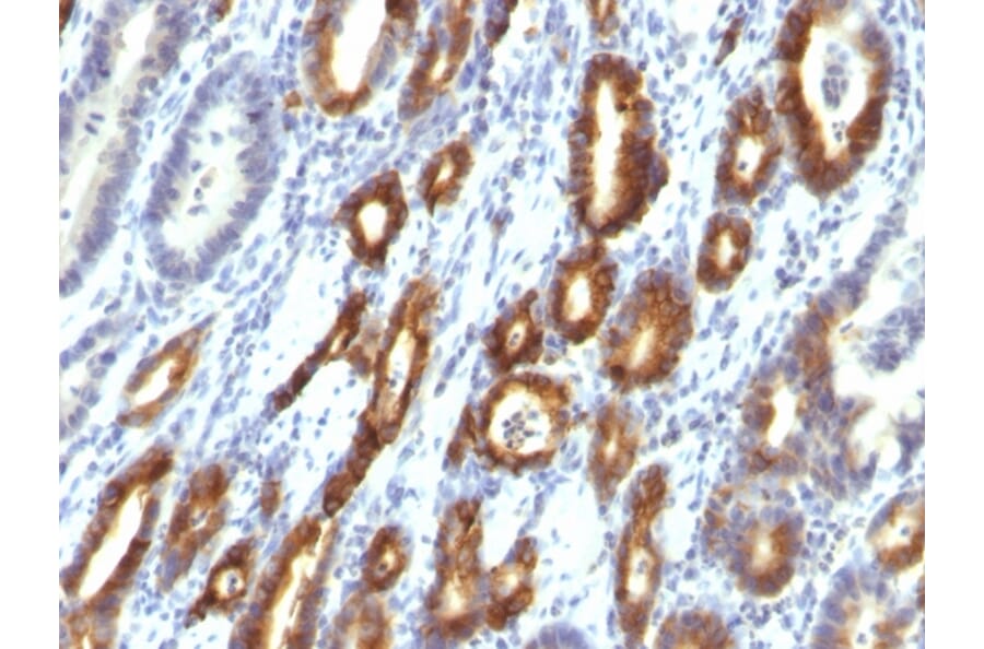 Immunohistochemistry - Anti-MUC6 Antibody [MUC6/916] - BSA and Azide free (A252624) - Antibodies.com