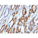 Immunohistochemistry - Anti-MUC6 Antibody [MUC6/916] - BSA and Azide free (A252624) - Antibodies.com