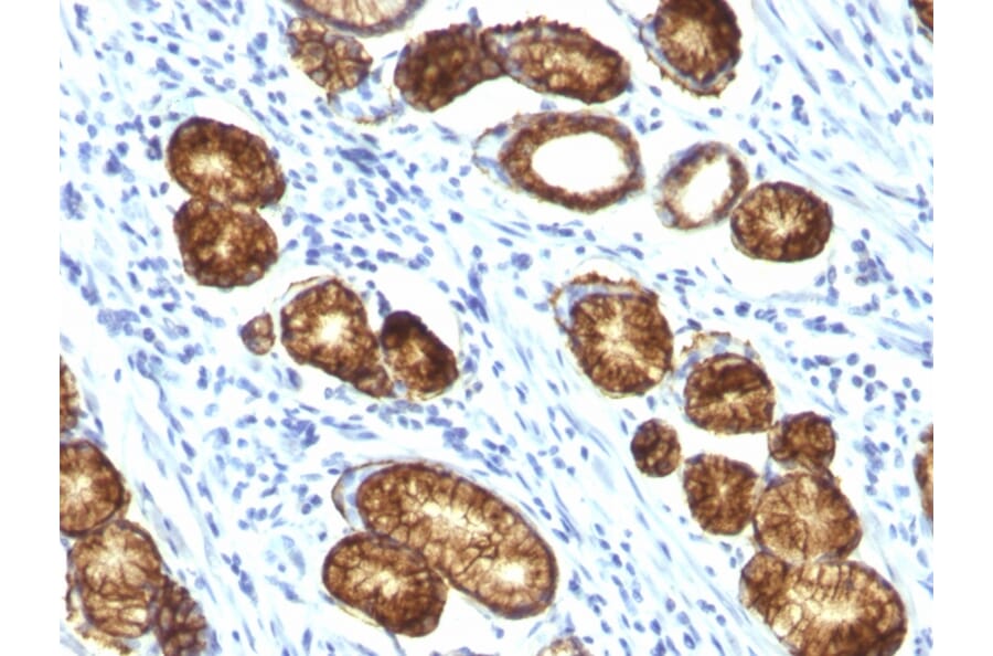 Immunohistochemistry - Anti-MUC6 Antibody [MUC6/916] - BSA and Azide free (A252623) - Antibodies.com