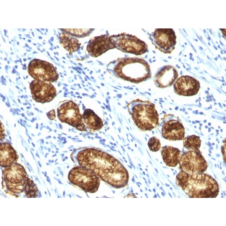 Immunohistochemistry - Anti-MUC6 Antibody [MUC6/916] - BSA and Azide free (A252623) - Antibodies.com