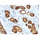 Immunohistochemistry - Anti-MUC6 Antibody [MUC6/916] - BSA and Azide free (A252623) - Antibodies.com