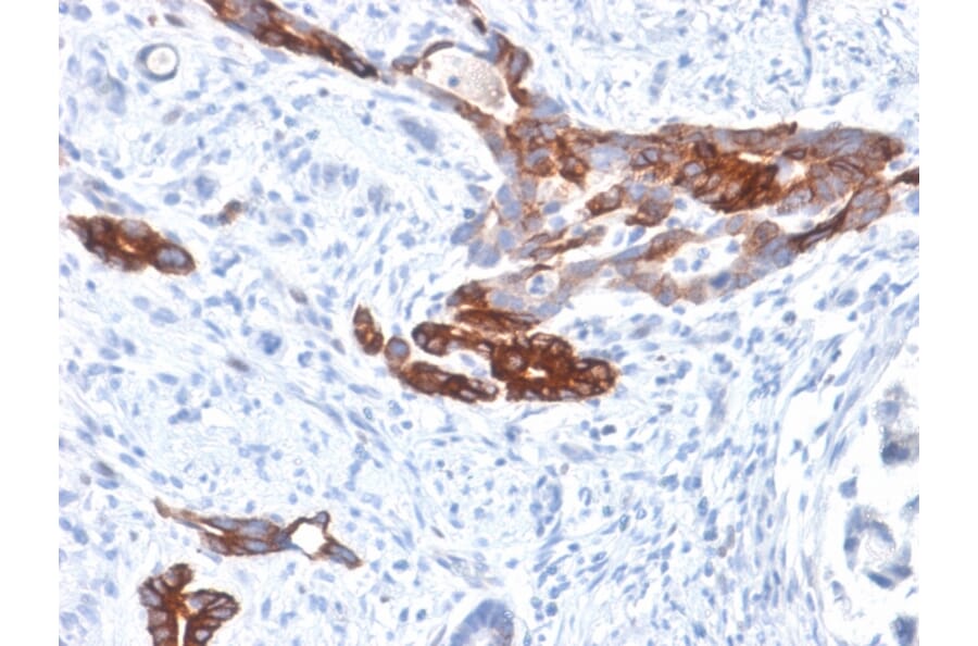 Immunohistochemistry - Anti-MUC6 Antibody [MUC6/1553R] - BSA and Azide free (A252624) - Antibodies.com