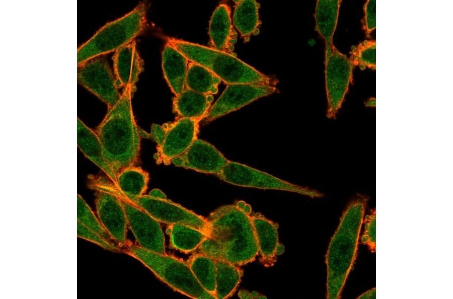Immunofluorescence - Anti-MXI1 Antibody [PCRP-MXI1-1A3] - BSA and Azide free (A252626) - Antibodies.com