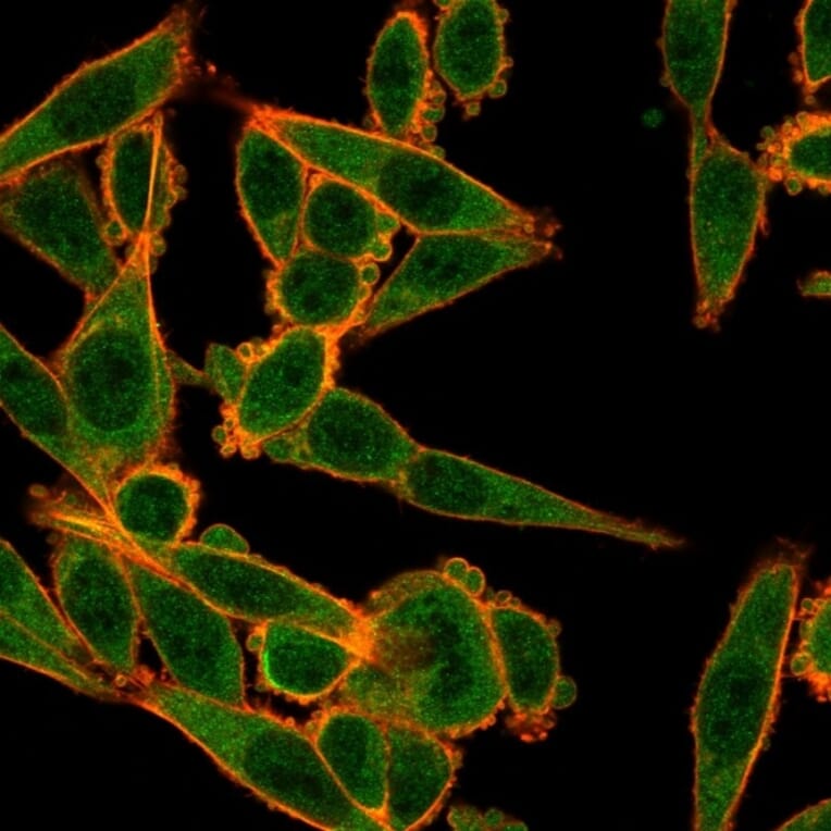 Immunofluorescence - Anti-MXI1 Antibody [PCRP-MXI1-1A3] - BSA and Azide free (A252626) - Antibodies.com