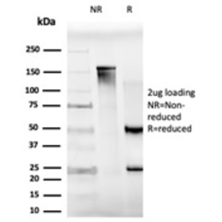 SDS-PAGE - Anti-MXI1 Antibody [PCRP-MXI1-1A3] - BSA and Azide free (A252626) - Antibodies.com