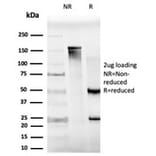 SDS-PAGE - Anti-MXI1 Antibody [PCRP-MXI1-1A3] - BSA and Azide free (A252626) - Antibodies.com