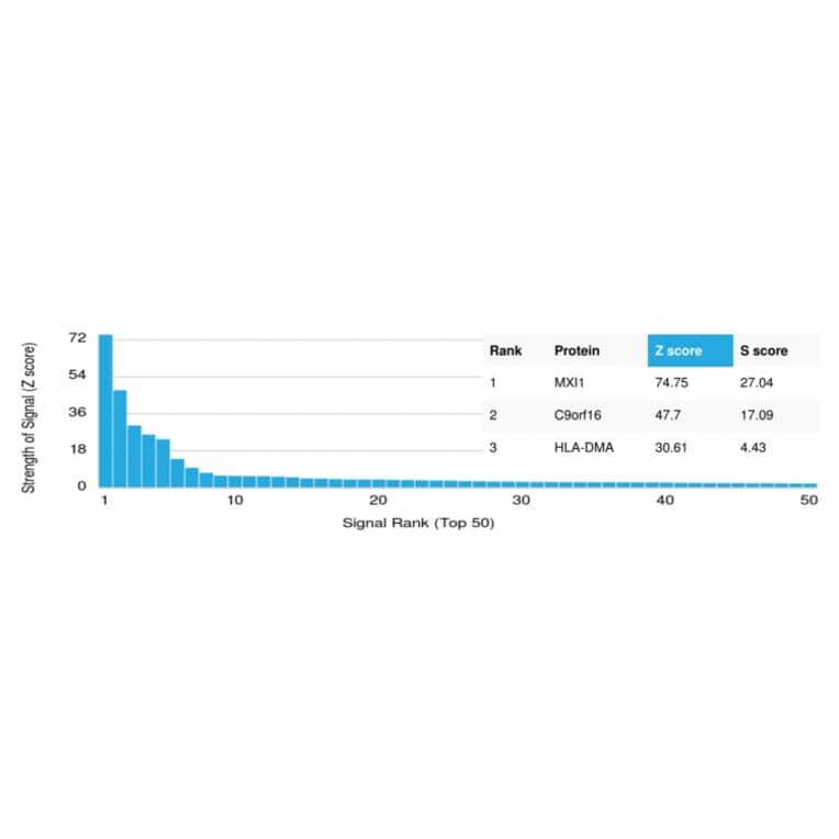 Protein Array - Anti-MXI1 Antibody [PCRP-MXI1-1A3] - BSA and Azide free (A252625) - Antibodies.com