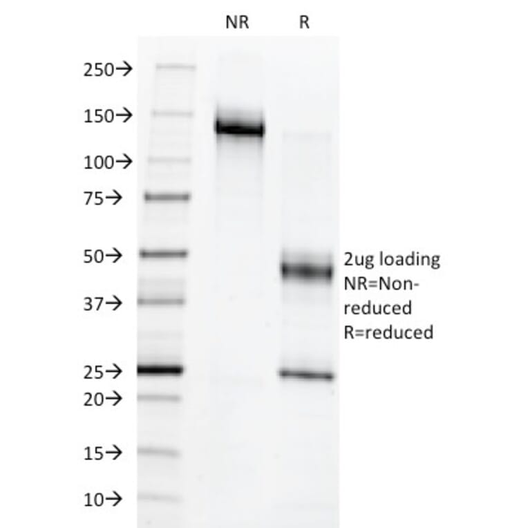 SDS-PAGE - Anti-c-Myb Antibody [MYB286] - BSA and Azide free (A252626) - Antibodies.com