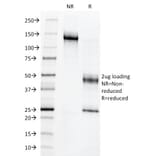 SDS-PAGE - Anti-c-Myb Antibody [MYB286] - BSA and Azide free (A252626) - Antibodies.com