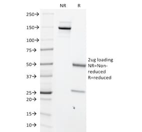 SDS-PAGE - Anti-c-Myc Antibody [MYC699] - BSA and Azide free (A252627) - Antibodies.com