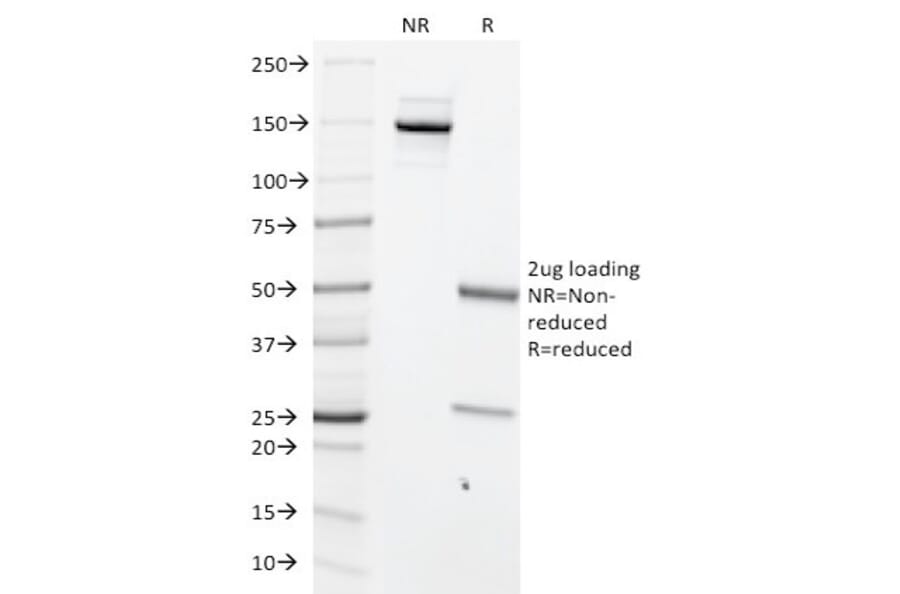 SDS-PAGE - Anti-c-Myc Antibody [MYC699] - BSA and Azide free (A252627) - Antibodies.com
