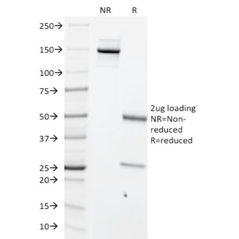 SDS-PAGE - Anti-c-Myc Antibody [MYC699] - BSA and Azide free (A252627) - Antibodies.com