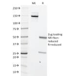 SDS-PAGE - Anti-c-Myc Antibody [MYC699] - BSA and Azide free (A252627) - Antibodies.com