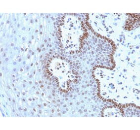 Immunohistochemistry - Anti-c-Myc Antibody [9E10.3] - BSA and Azide free (A252630) - Antibodies.com