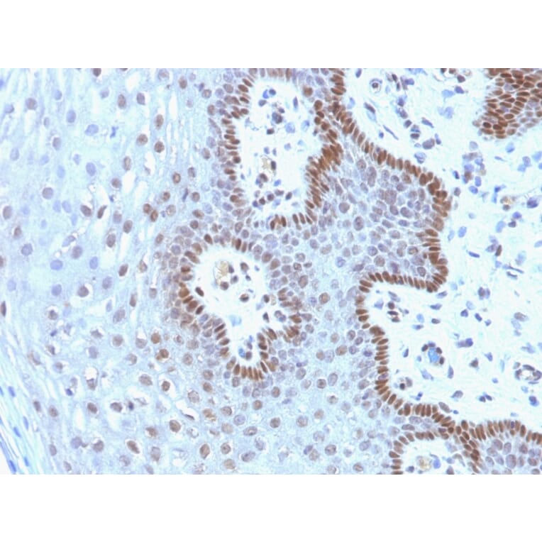 Immunohistochemistry - Anti-c-Myc Antibody [9E10.3] - BSA and Azide free (A252630) - Antibodies.com