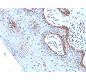 Immunohistochemistry - Anti-c-Myc Antibody [SPM237] - BSA and Azide free (A252631) - Antibodies.com