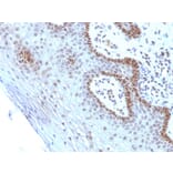 Immunohistochemistry - Anti-c-Myc Antibody [SPM237] - BSA and Azide free (A252631) - Antibodies.com