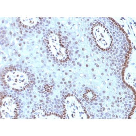 Immunohistochemistry - Anti-c-Myc Antibody [MYC909] - BSA and Azide free (A252632) - Antibodies.com